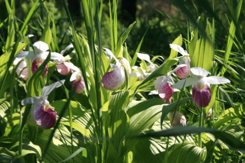 Lady Slippers on the shore of Kabetogama Lake